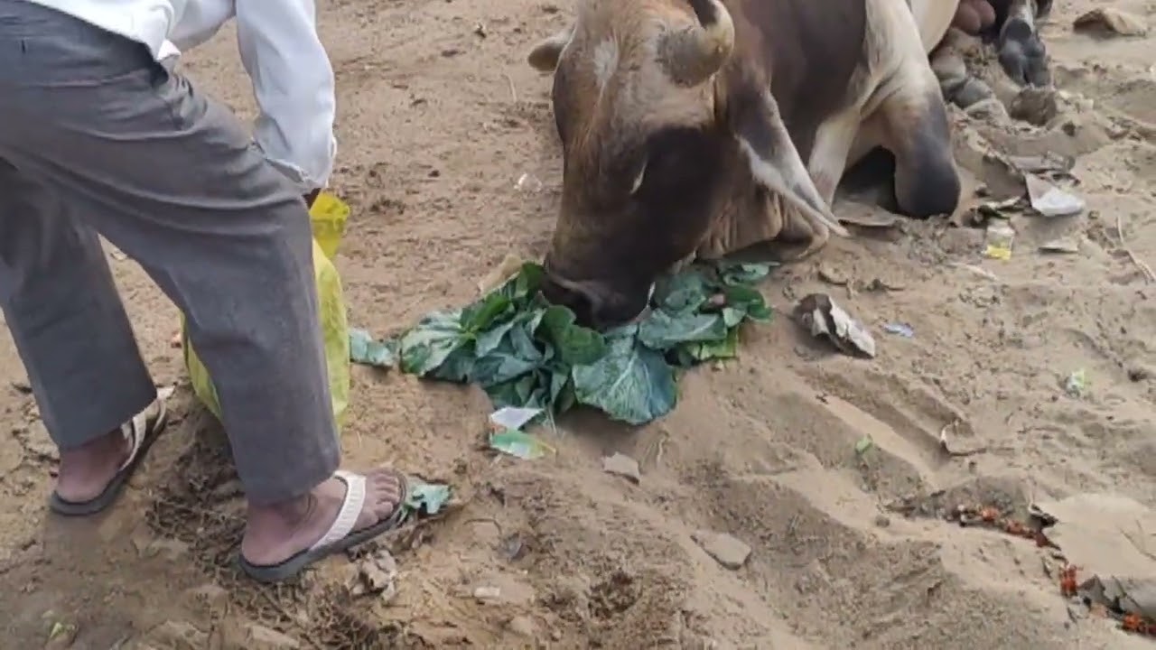 Gauseva