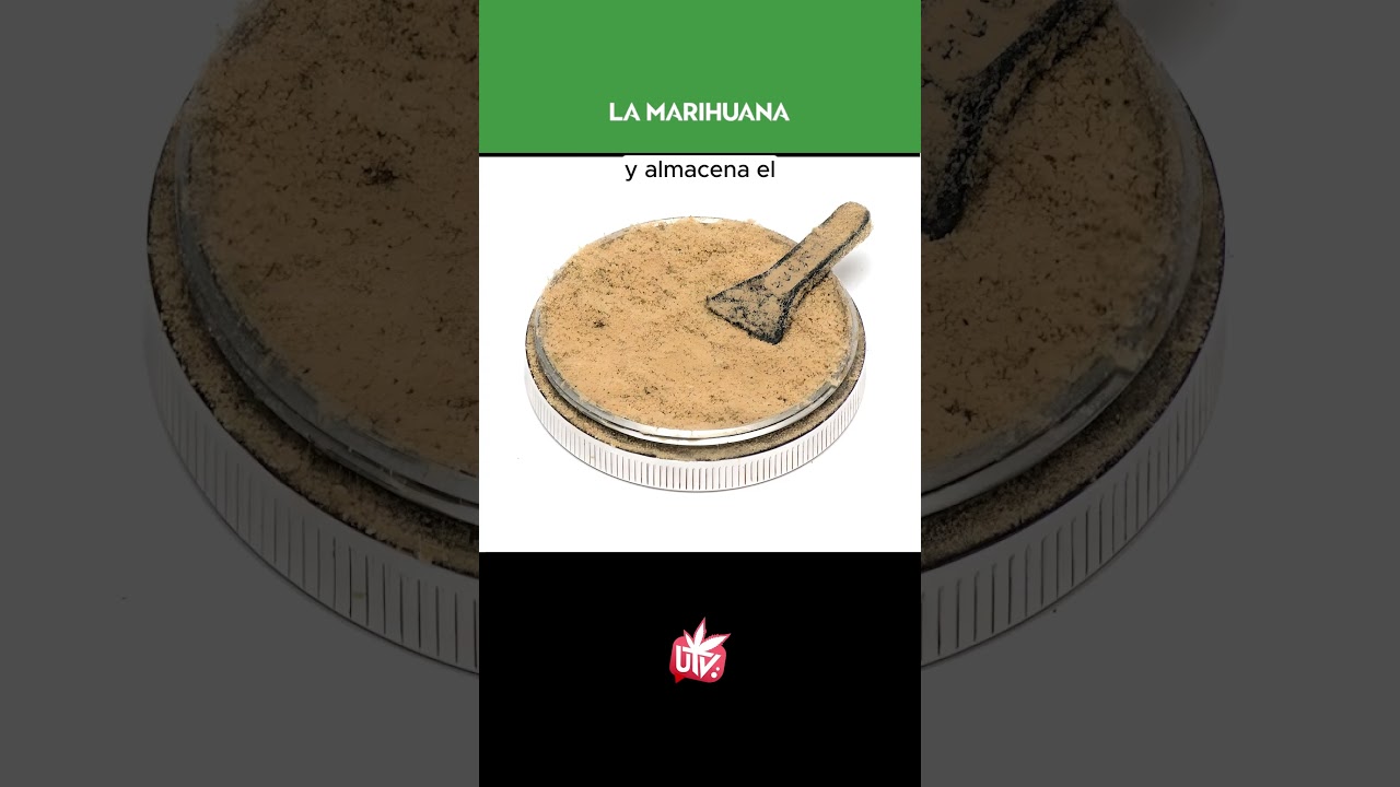 &iquest;Qu&eacute; es la POLINIZACI&Oacute;N CONTROLADA de m4rihu4n4?