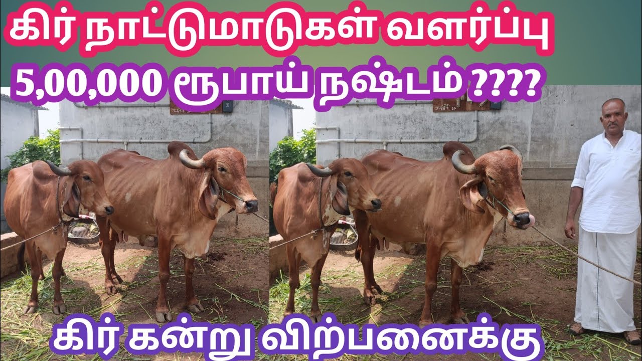 கிர் நாட்டு மாட்டு பண்ணை லட்சகணக்கில் நஷ்டம் | Gir farm | கிர் மாட்டு பண்ணை | @கால்நடை தோழன் | gir