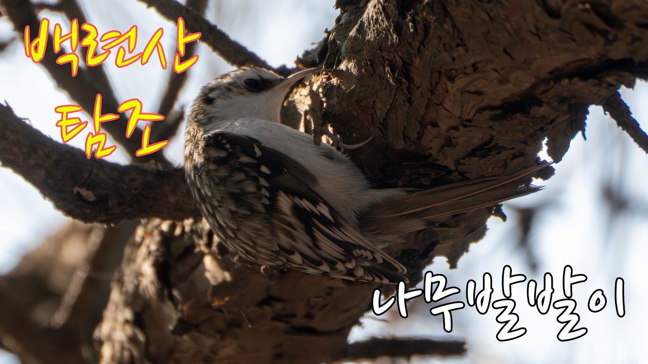 백련산 탐조
