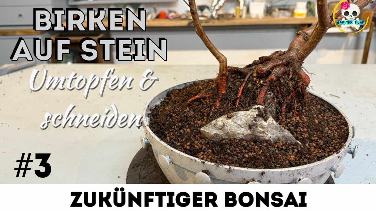 Update - Birken auf Stein Projekt - umtopfen & schneiden - Bonsai selber machen
