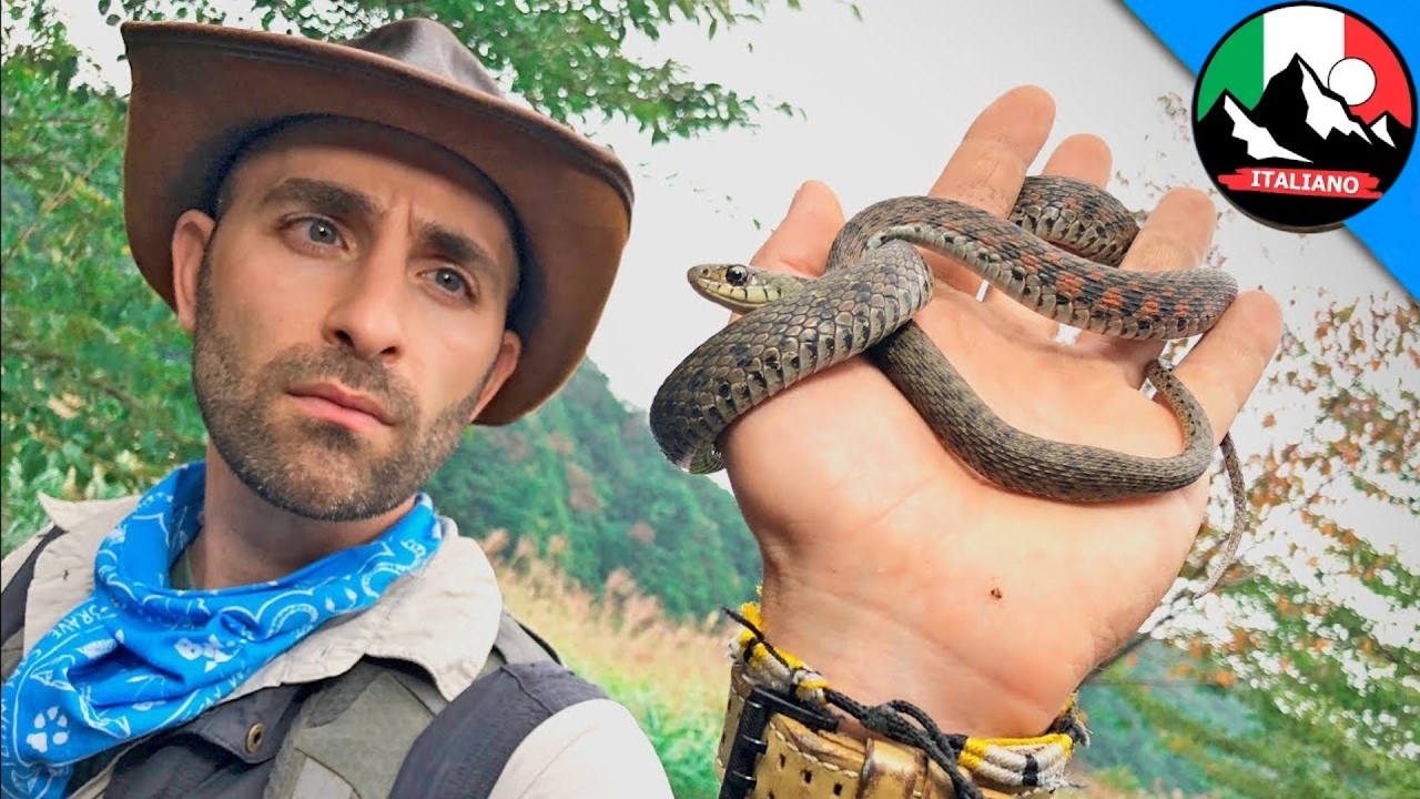 SERPENTE VELENOSO IN GIAPPONE! Il pericolo del serpente tigre &mdash; attacco a Coyote! 🐍