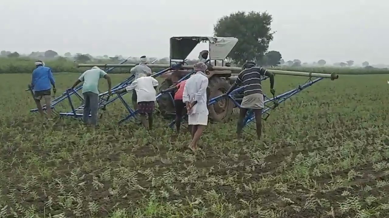 Bengal gram crop cultivation 1
