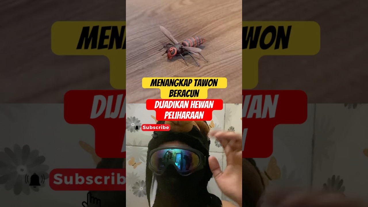 MENANGKAP TAWON BERACUN, DIJADIKAN HEWAN PELIHARAAN. 😱 