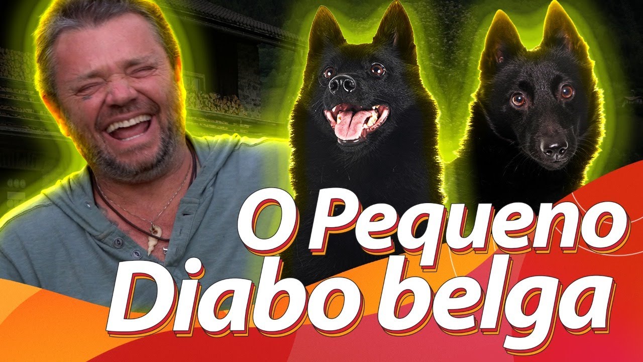 SCHIPPERKE, O PEQUENO DEMÔNIO BELGA com @RichardRasmussenSelvagem | BAW WAW