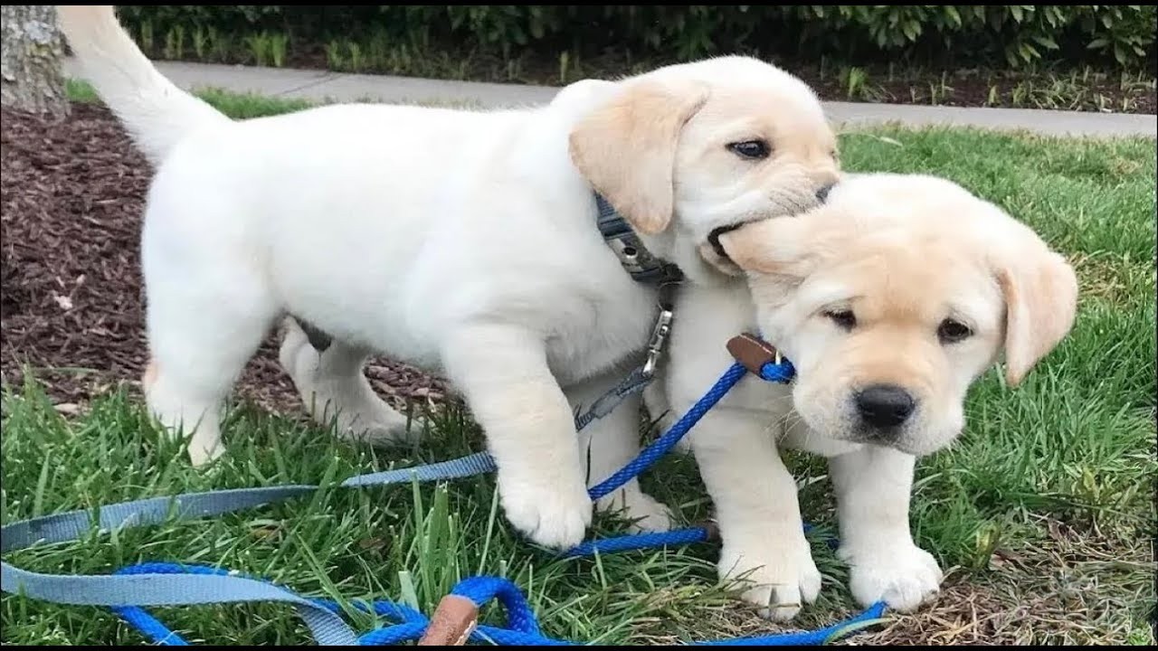 15 Minutes of the World's CUTEST Puppies🐶❤️