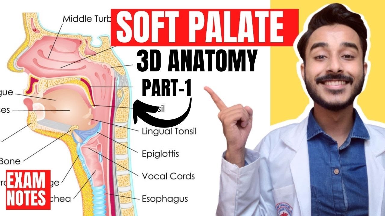 Soft Palate Anatomy 3D | muscles of soft palate anatomy | anatomy of soft palate muscles