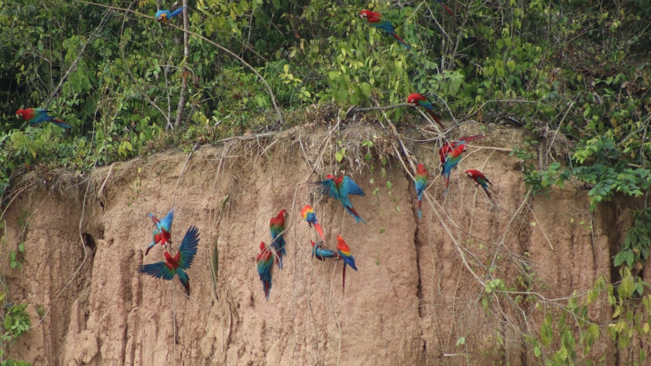 Birding Peru Trips- Birding Expeditions in Peru