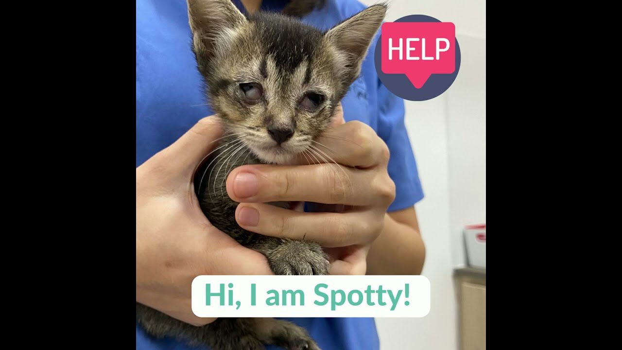 Will you please help these kittens with severe cat flu?