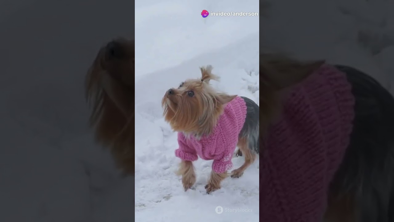 Os cachorros sentem frio? 🐶 Descubra com o Fofurometro! ❤️