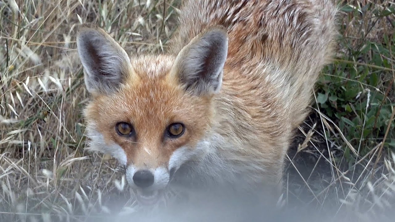 Fox Hunting -- Tools of the Trade