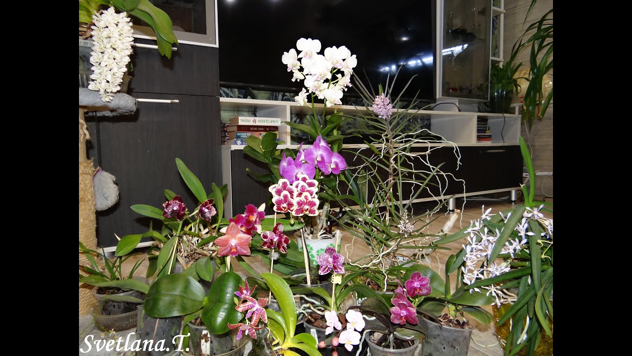 Новые тайские фласки  и обзор  тех кто дождался меня с Тайланда  в цвету )