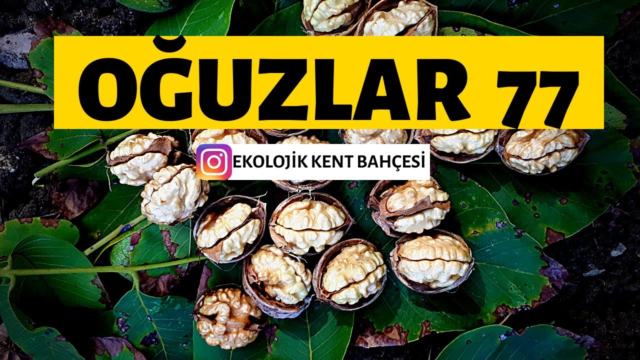 1 CEVİZ AĞACI KAÇ KİLO CEVİZ VERİR? - OĞUZLAR 77 CEVİZ BAHÇESİ 2020