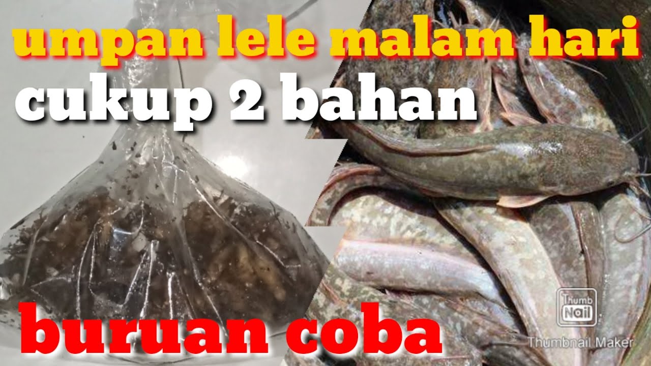 Racikan umpan ikan lele harian baru tebar malam hari