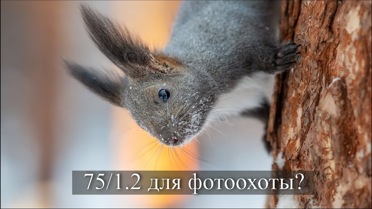 Viltrox AF 75mm F1.2 Pro для фотоохоты!