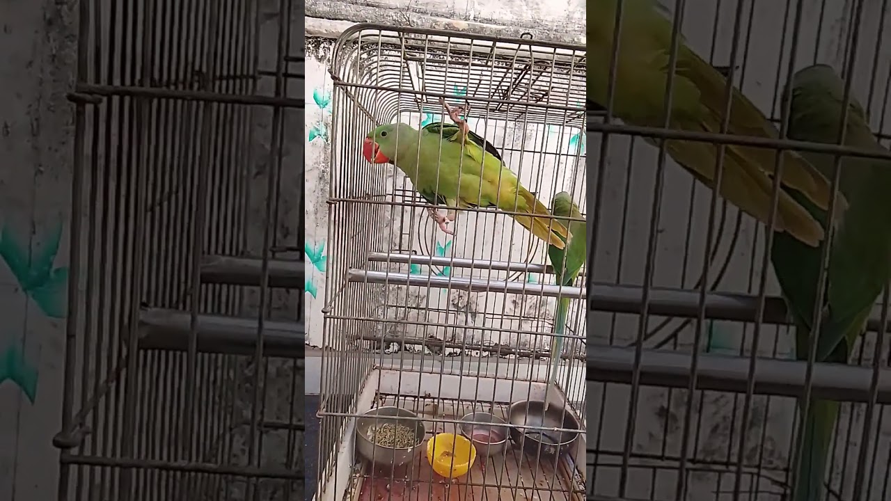 baby parrot 🐦🐦🐦🐦🐦.#parrots #shortvideo #birds