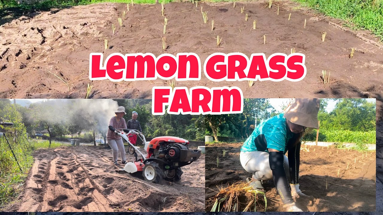 Lemon grass mini Farm
