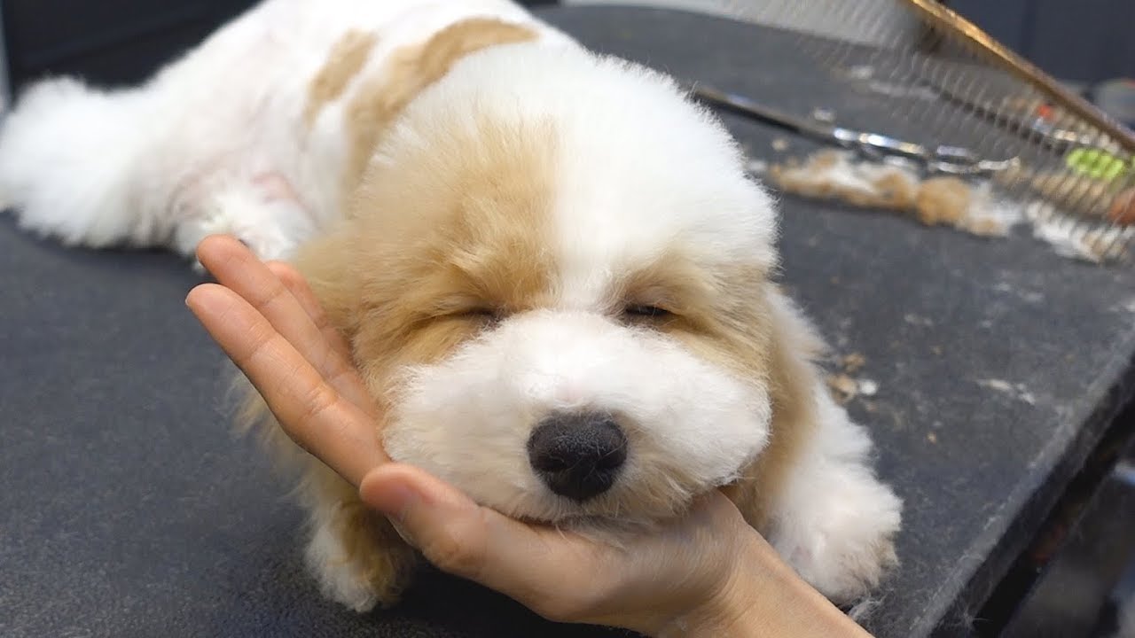 파티 푸들 배냇 첫미용 스포팅 / dog pet parti poodle first grooming