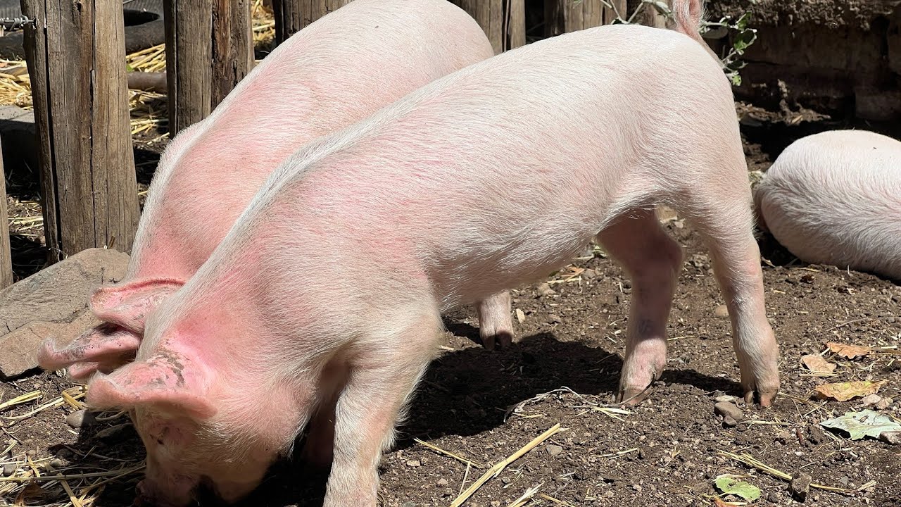 Compilation of daily life of cute pigs in the farm
