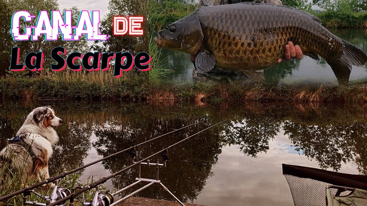 Carpe au canal de la Scarpe
