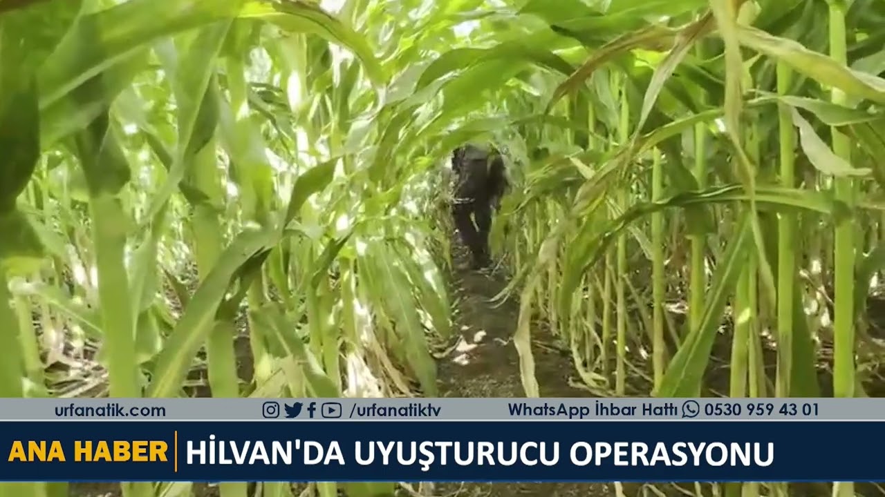 HİLVAN'DA UYUŞTURUCU OPERASYONU