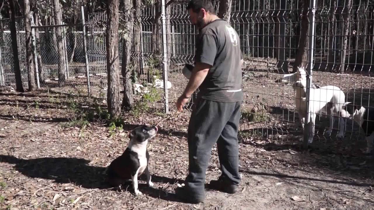 This Staffy had dog aggression issues... look at her now