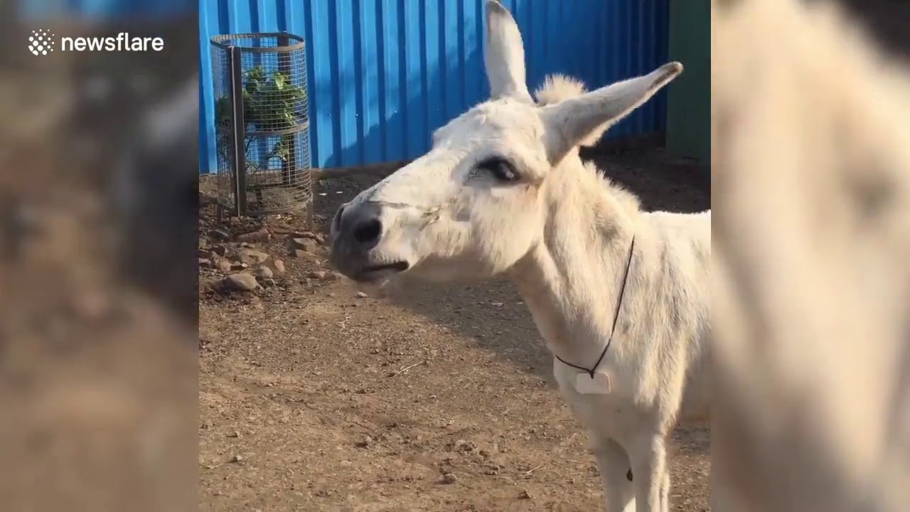 Singing donkey from India becomes internet sensation