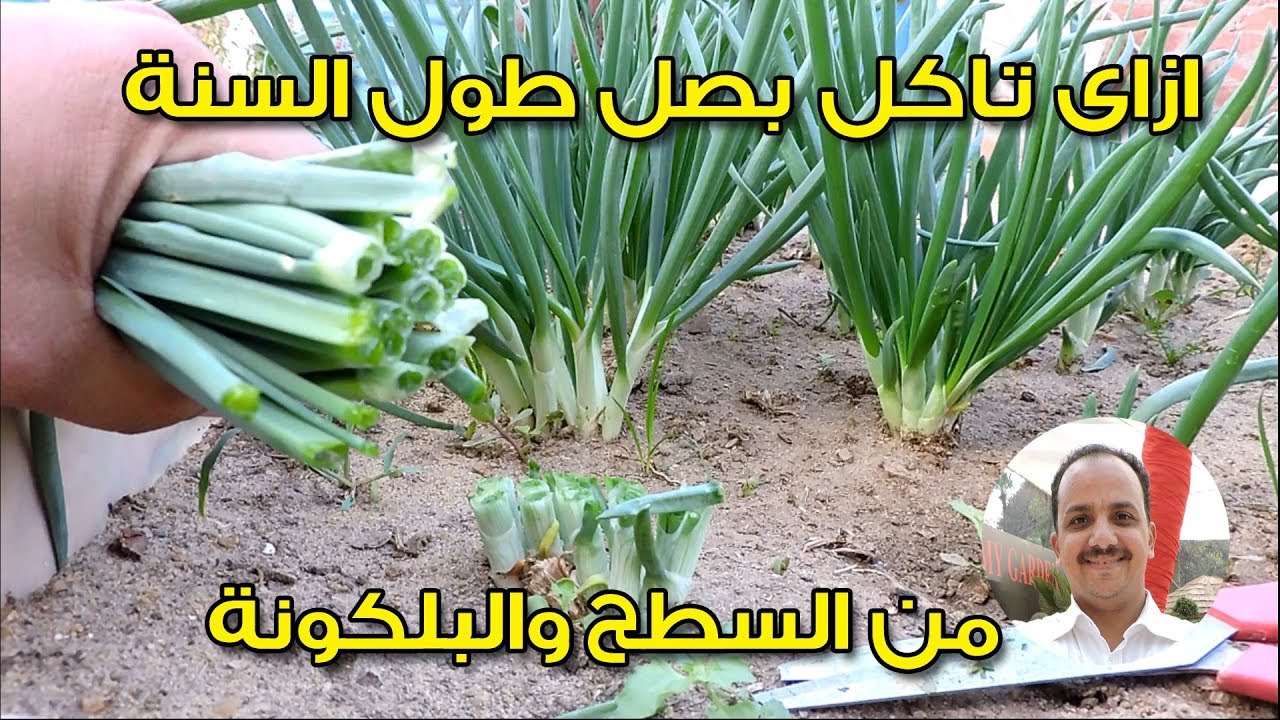 زراعة البصل والثوم فى المطبخ والبلكونة | ج3 | جمع المحصول