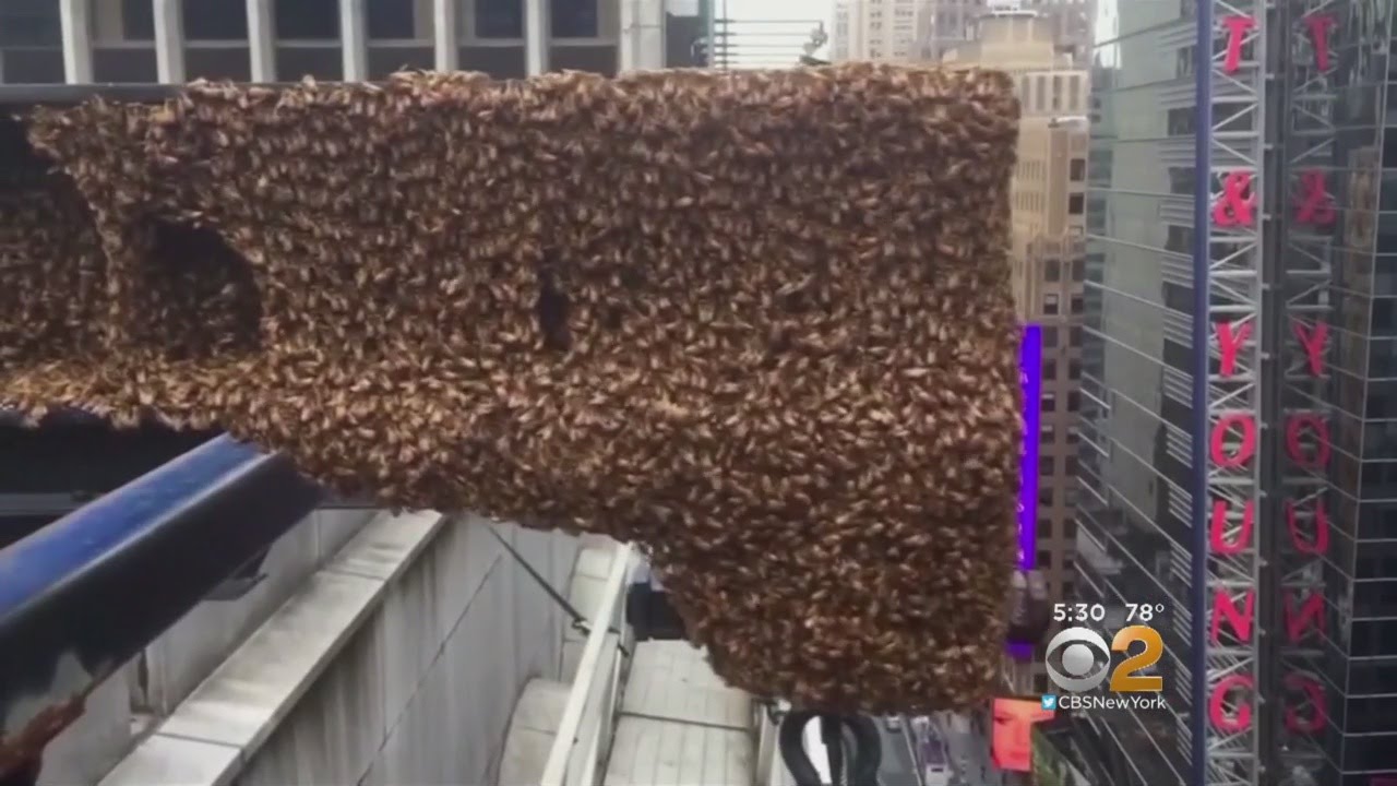 Big Buzz In Times Square