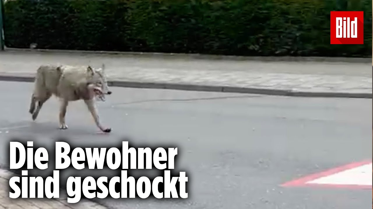 Wolf rennt durch Innenstadt und schockt Passanten | Niedersachsen