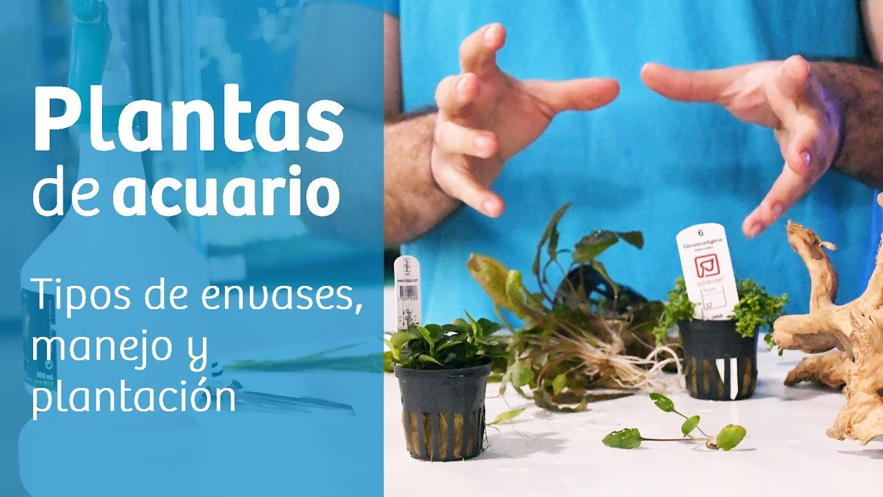 Acuario plantado [ iniciación ] 🌱 Guía de manejo y plantación