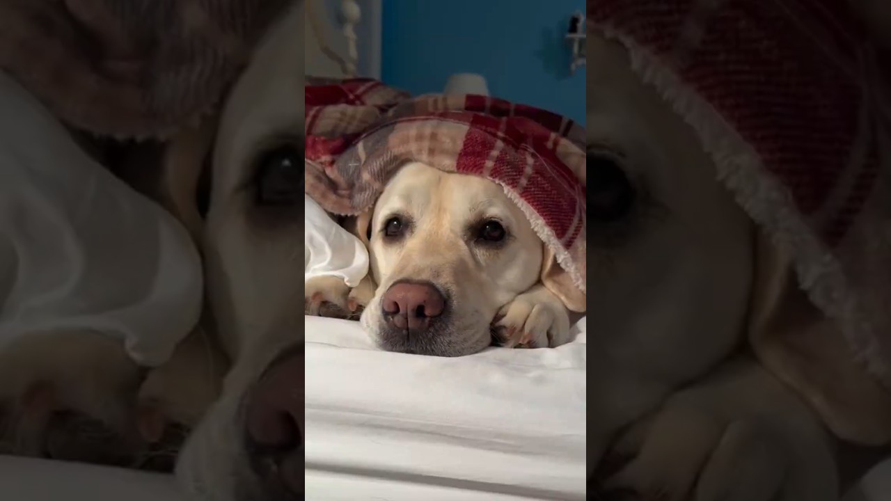 When Dogs Demand Attention 😂