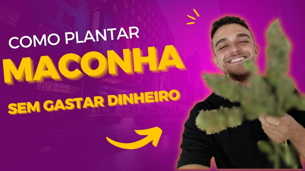 Como plantar maconha sem gastar dinheiro
