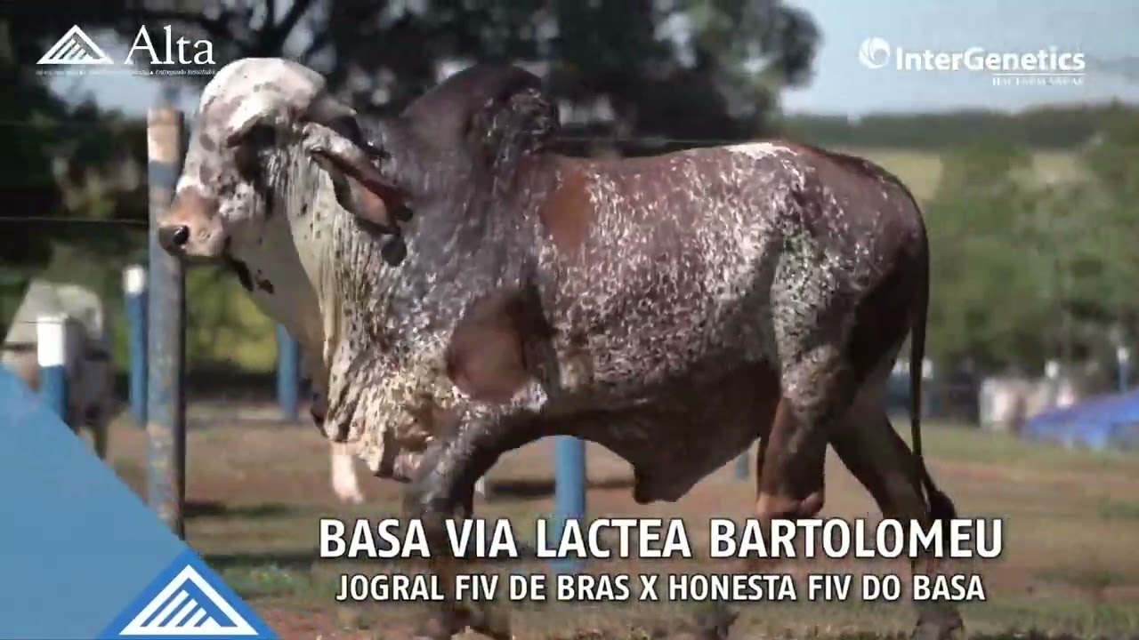 Basa Via Lactea Bartolomeu