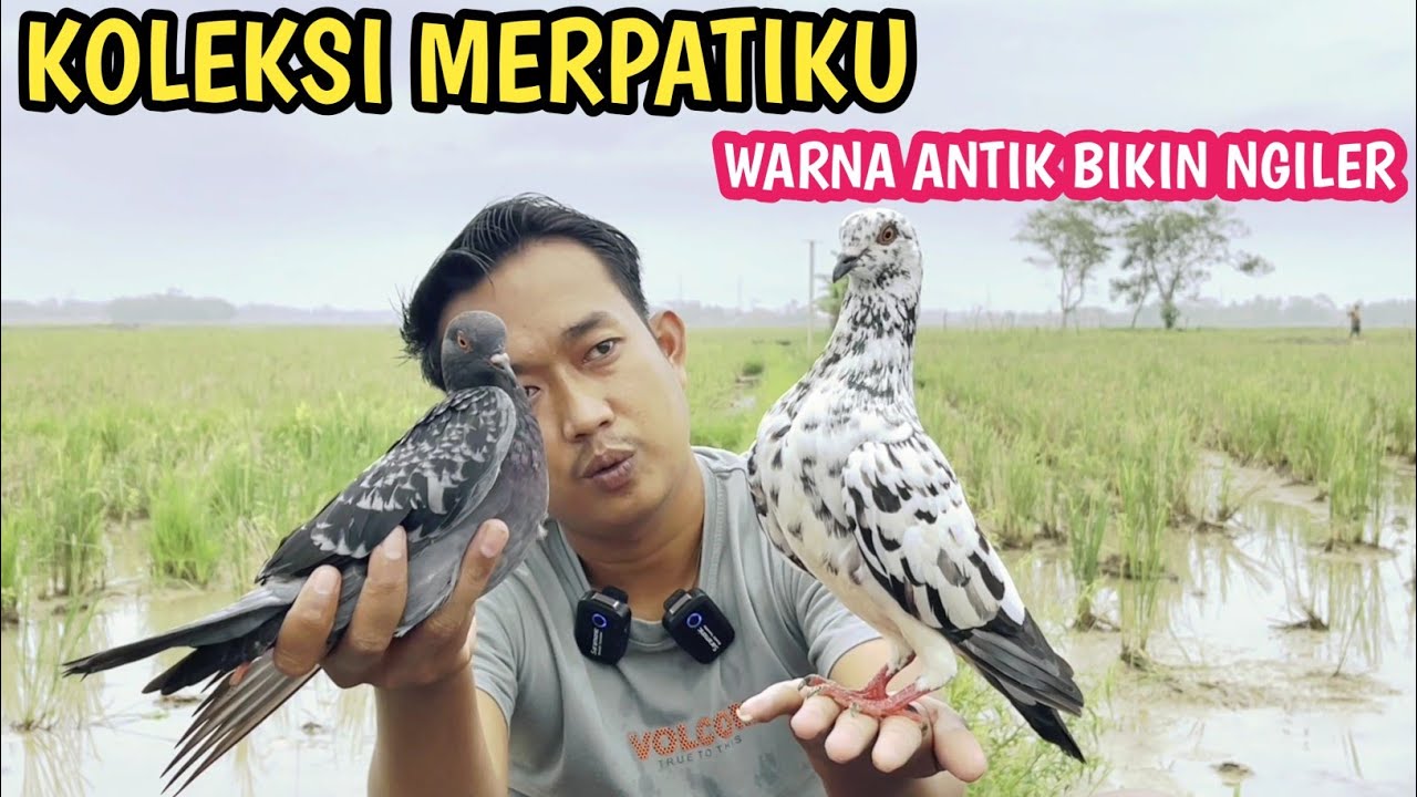 Stok Banyak Merpati Warna Unik Bikin Ngiler..!!!