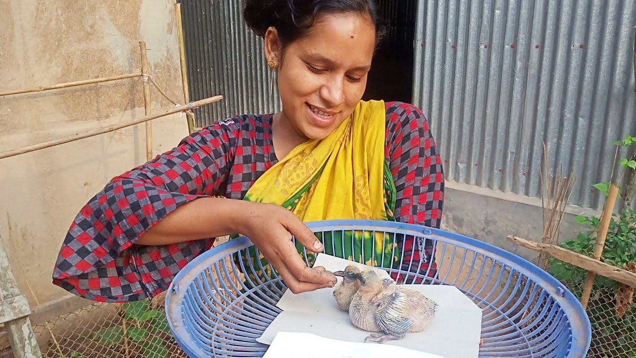 New guest bird Chicks | Daily Routine Village Woman Blog | Niha's Family