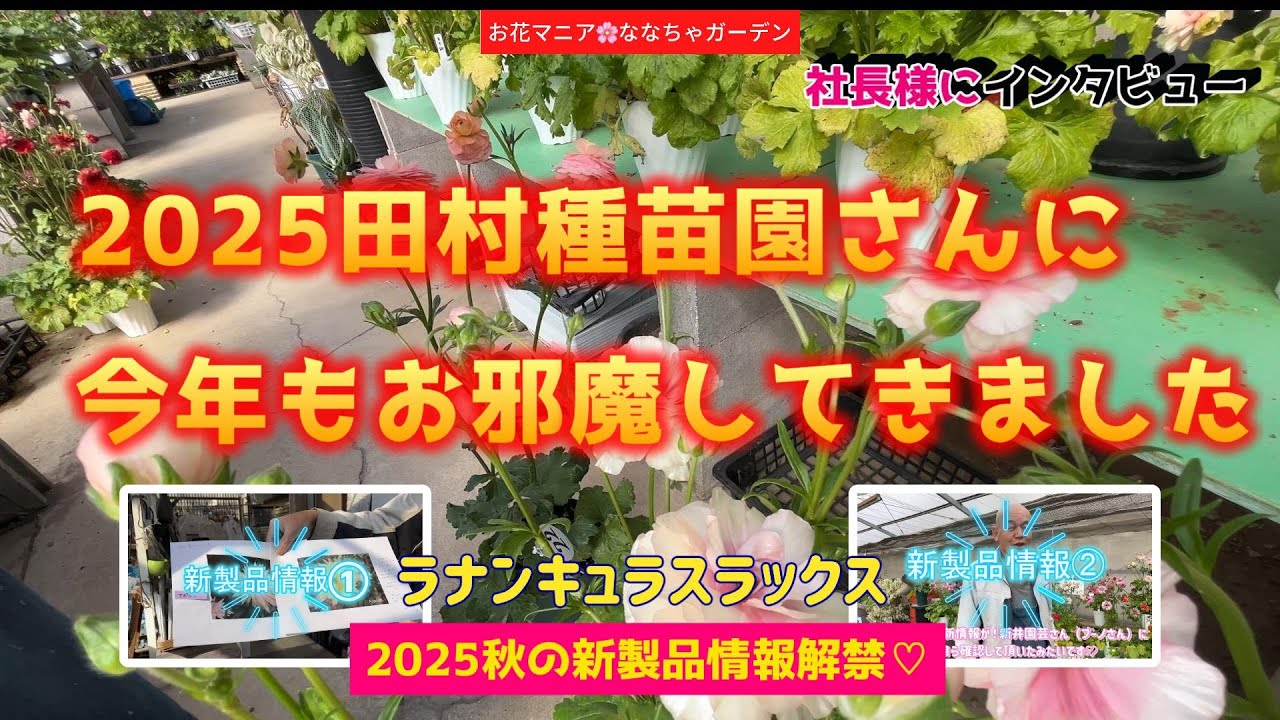 【ラナンキュラスラックス】今年も田村種苗園さんにお邪魔してきました♡