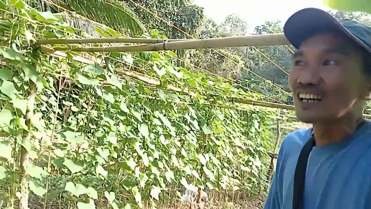 Multi Crops: Talong, Pipino, Pechay, Ampalaya. 
