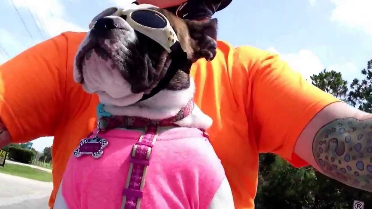 Sweets the English Bulldog learns the biker wave today!