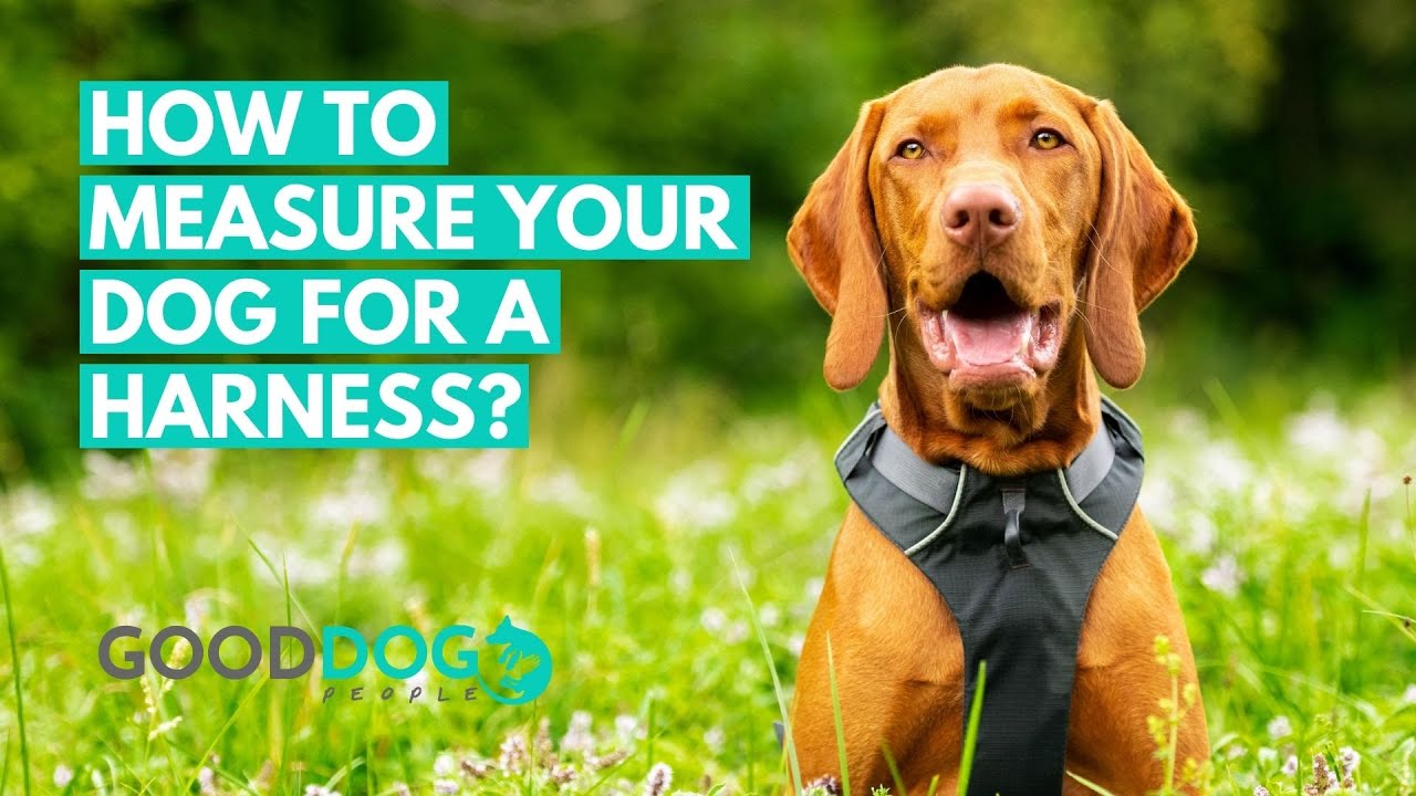 How to measure your dog for a harness