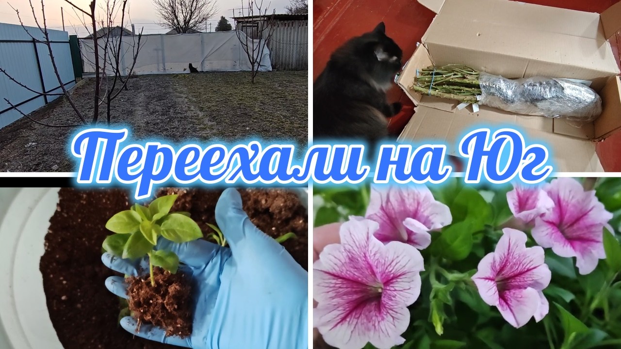 ЧТО БУДЕТ С ОГОРОДОМ, РОЗЫ, МНОГО ПЕТУНИИ, ОПЯТЬ ЧЕРЕНКУЮ, ВСЁ ПЕРЕРОСЛО ПОРА НА УЛИЦУ