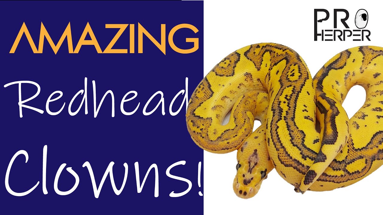 Amazing Redhead Clown ball pythons!