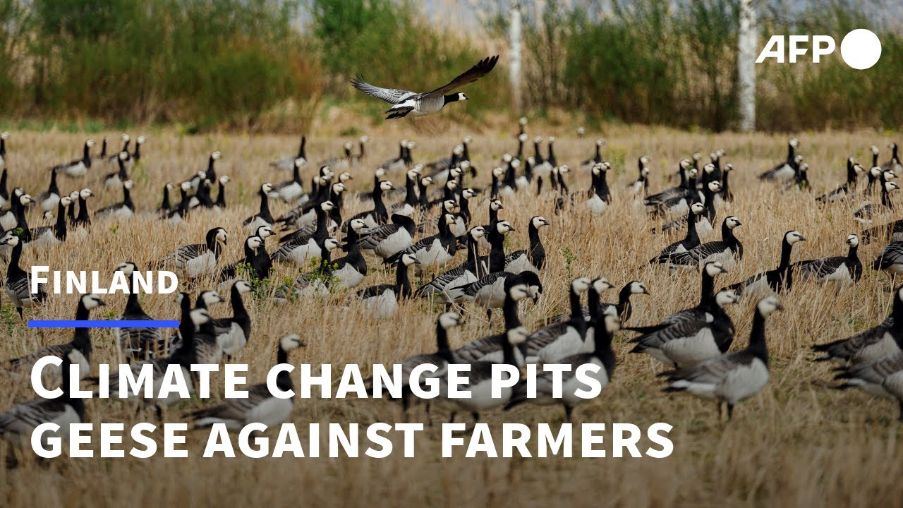 Finnish farmers face 'impossible task' of protecting land from hungry geese | AFP