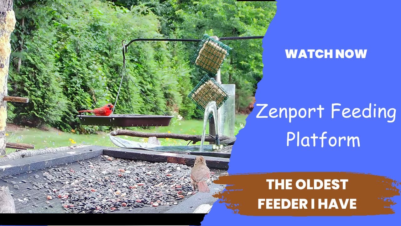 Zenport 2-in-1 Platform Bird Feeder Review: The Perfect Feeding Solution for Your Backyard Birds!