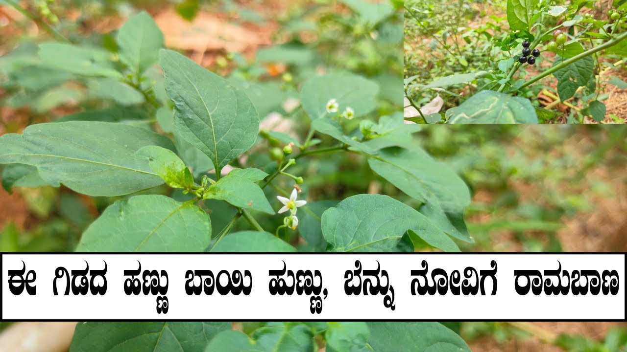 ಈ ಸೊಪ್ಪಿನಲ್ಲಿ ಎಷ್ಟೆಲ್ಲಾ ಔಷಧಿಯ ಗುಣಗಳಿವೆ ಗೊತ್ತಾ? Benefits of Kakke Soppu / Ganike Soppu by Food Media
