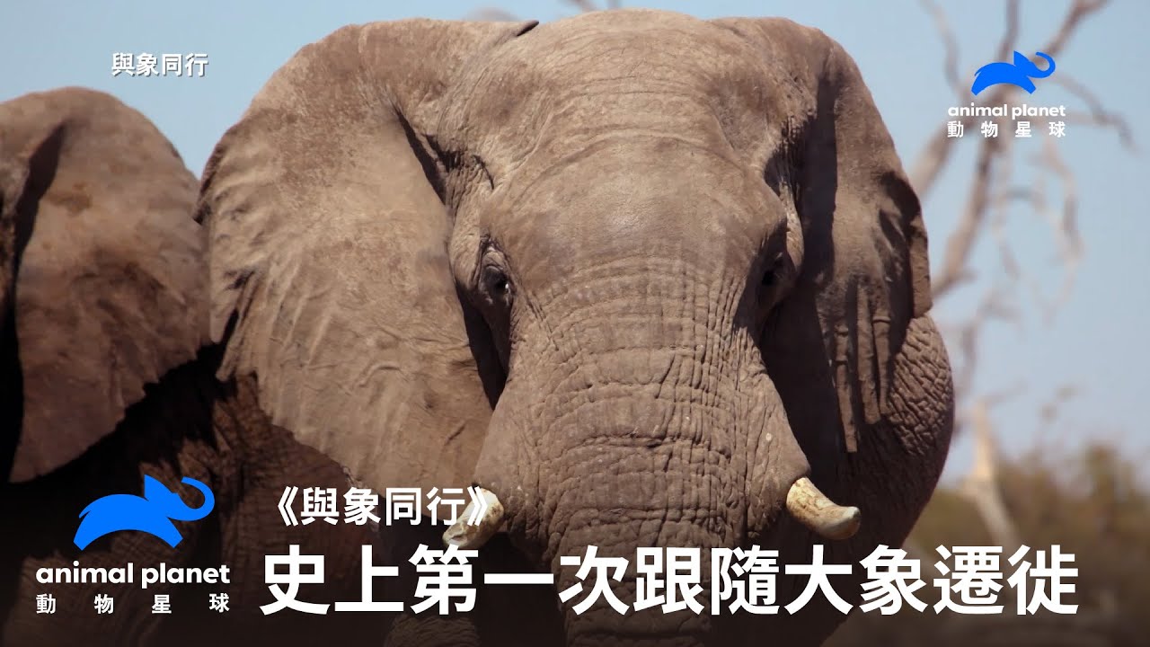 《與象同行》倒數19年可看？史上第一人跟隨野生大象遷徙｜動物星球頻道