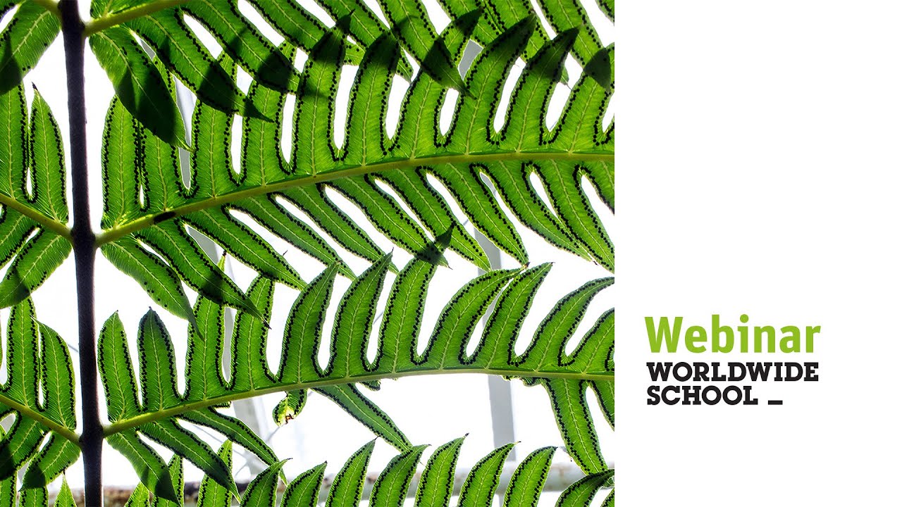 (EN) Webinar - Speaking Tactfully: Mastering Diplomatic English for Professional Situations