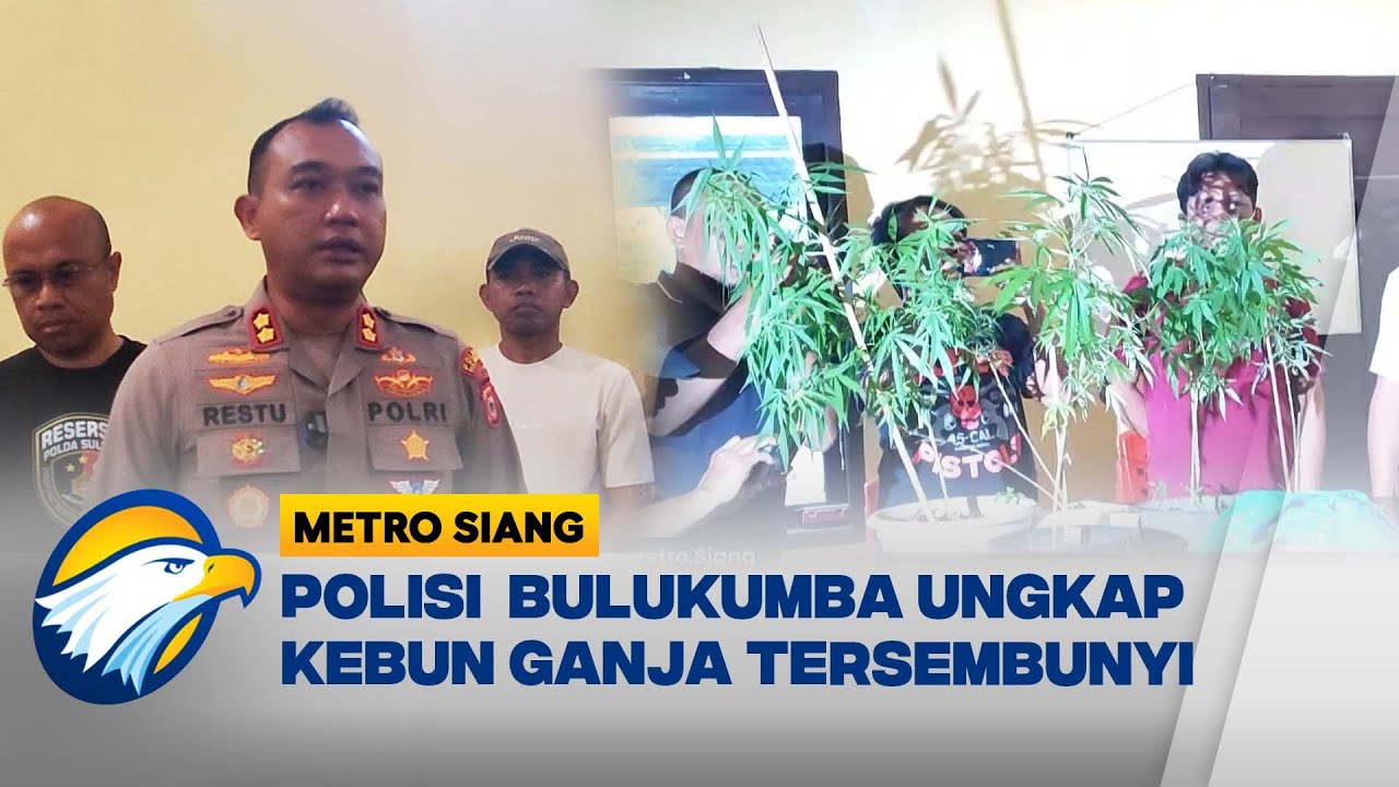 Polisi Bongkar Kebun Ganja di Bulukumba - [BERANTAS]