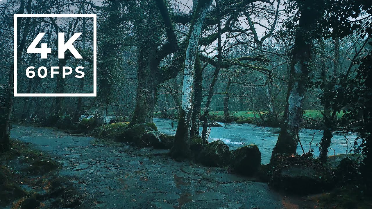 Relax Walking in the rain in the forest - 4K Rain for sleep Ambience