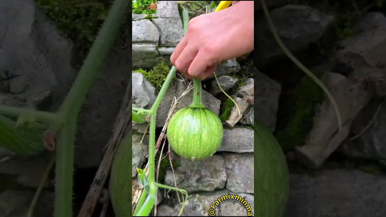 Unstoppable harvesting Time🥒🌱🌿 #farming #freshlypicked #organicfarming #gardening #garden #asmr